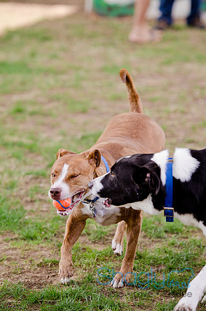 Shagly Photography-Galt-Deep Ellum Pup Crawl-7