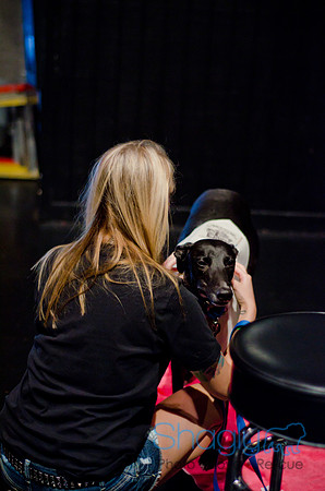 Shagly Photography-Galt-Deep Ellum Pup Crawl-25