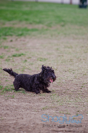 Shagly Photography-Galt-Deep Ellum Pup Crawl-10