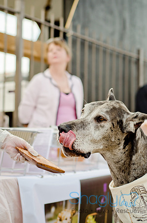 Shagly Photography-Galt-Deep Ellum Pup Crawl-67