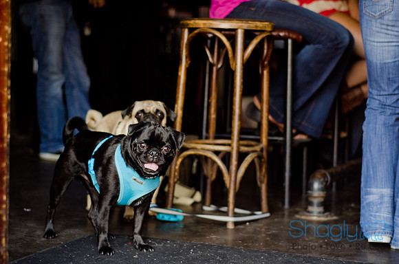 Shagly Photography-Galt-Deep Ellum Pup Crawl-43
