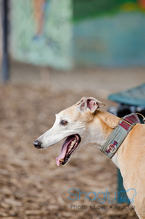 Shagly Photography-Galt-Deep Ellum Pup Crawl-18