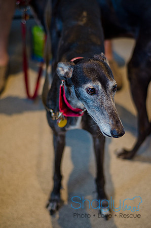 Shagly Photography-Galt-Deep Ellum Pup Crawl-34