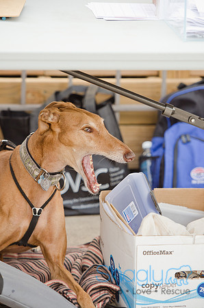 Shagly Photography-Galt-Deep Ellum Pup Crawl-85