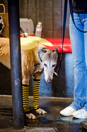 Shagly Photography-Galt-Deep Ellum Pup Crawl-23
