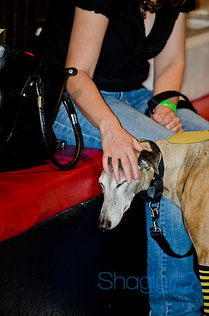 Shagly Photography-Galt-Deep Ellum Pup Crawl-30