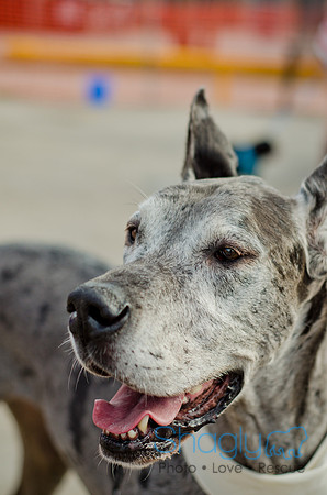 Shagly Photography-Galt-Deep Ellum Pup Crawl-56