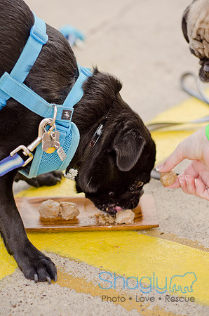 Shagly Photography-Galt-Deep Ellum Pup Crawl-61