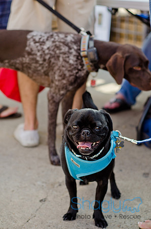 Shagly Photography-Galt-Deep Ellum Pup Crawl-46