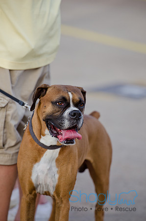 Shagly Photography-Galt-Deep Ellum Pup Crawl-87