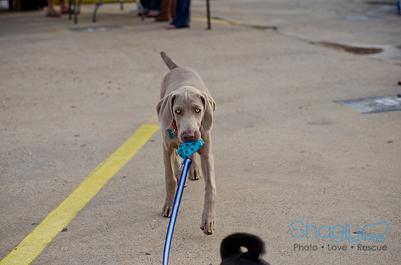 Shagly Photography-Galt-Deep Ellum Pup Crawl-80