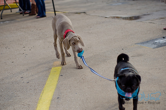 Shagly Photography-Galt-Deep Ellum Pup Crawl-79