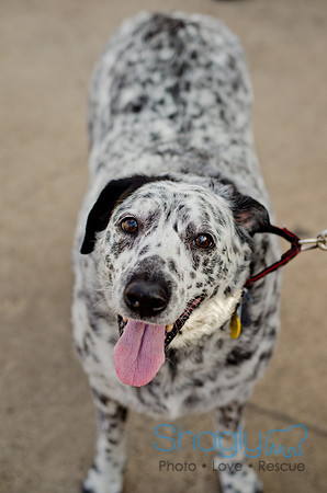 Shagly Photography-Galt-Deep Ellum Pup Crawl-49