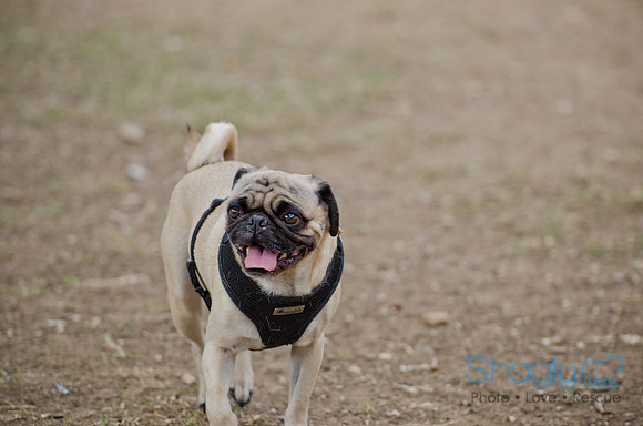 Shagly Photography-Galt-Deep Ellum Pup Crawl-15