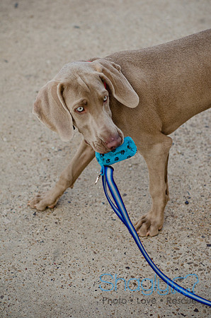 Shagly Photography-Galt-Deep Ellum Pup Crawl-72