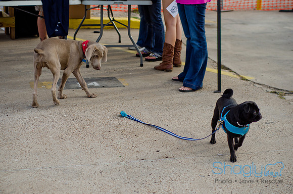 Shagly Photography-Galt-Deep Ellum Pup Crawl-74
