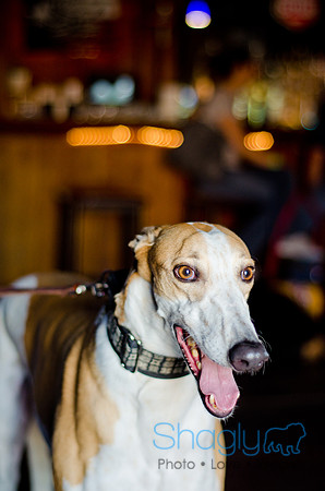 Shagly Photography-Galt-Deep Ellum Pup Crawl-42