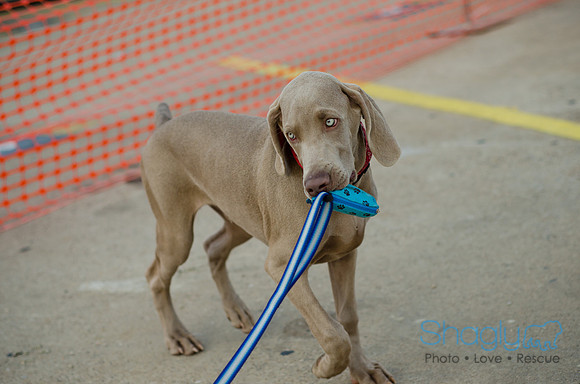 Shagly Photography-Galt-Deep Ellum Pup Crawl-81