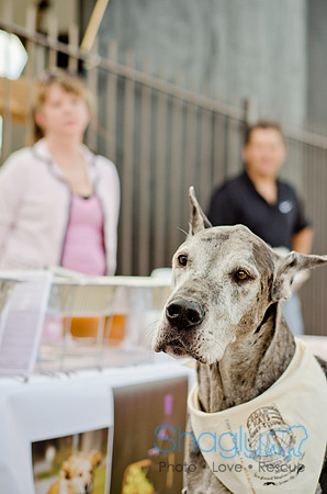 Shagly Photography-Galt-Deep Ellum Pup Crawl-68