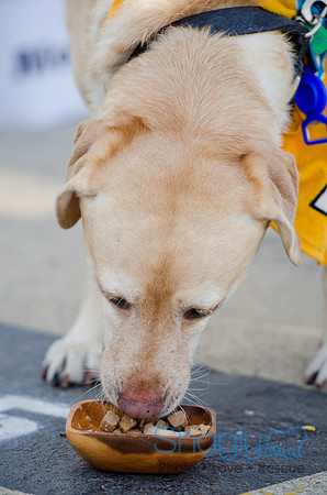 Shagly Photography-Galt-Deep Ellum Pup Crawl-92