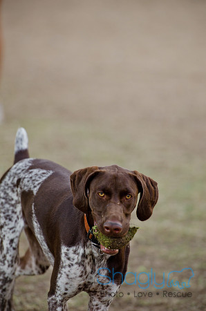 Shagly Photography-Galt-Deep Ellum Pup Crawl-6