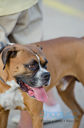 Shagly Photography-Galt-Deep Ellum Pup Crawl-84