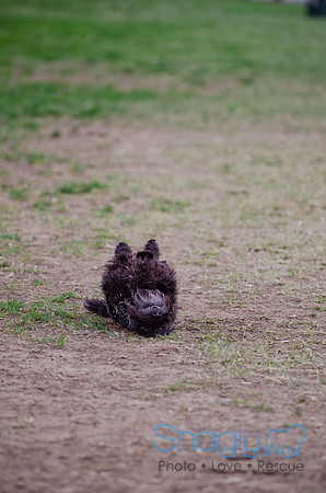 Shagly Photography-Galt-Deep Ellum Pup Crawl-9