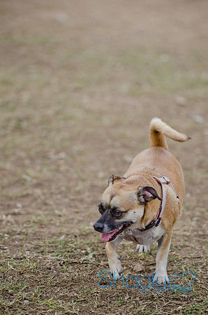 Shagly Photography-Galt-Deep Ellum Pup Crawl-12