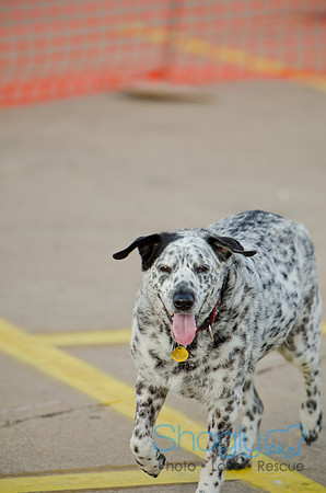 Shagly Photography-Galt-Deep Ellum Pup Crawl-90