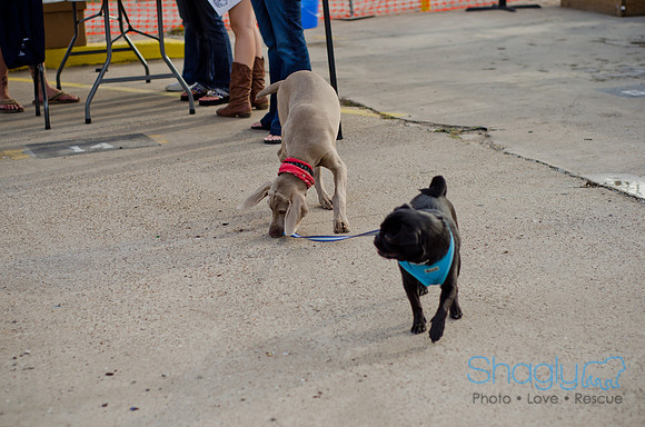 Shagly Photography-Galt-Deep Ellum Pup Crawl-77