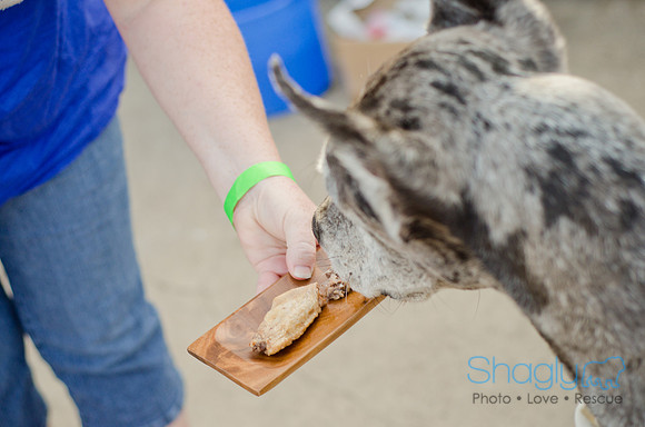 Shagly Photography-Galt-Deep Ellum Pup Crawl-65