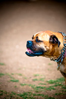 Deep Ellum Pet Parade-6