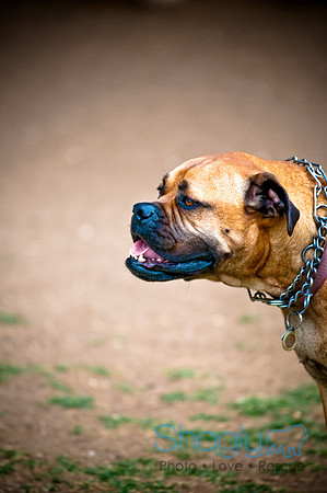 Deep Ellum Pet Parade-6