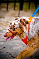 Deep Ellum Pet Parade-17