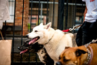 Deep Ellum Pet Parade-20