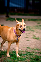 Deep Ellum Pet Parade-7