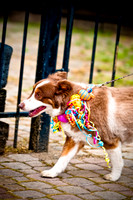 Deep Ellum Pet Parade-18