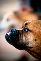 Deep Ellum Pet Parade-12