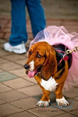 Deep Ellum Pet Parade-10
