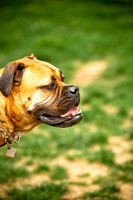 Deep Ellum Pet Parade-2