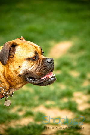 Deep Ellum Pet Parade-2