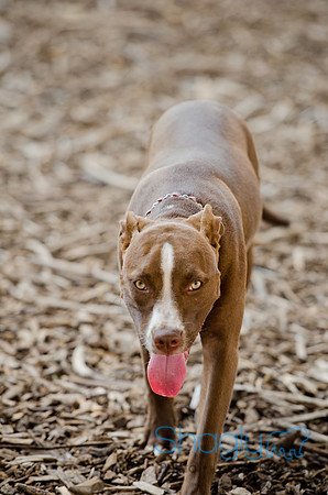 Shagly Photography-Galt-Deep Ellum Pup Crawl-2