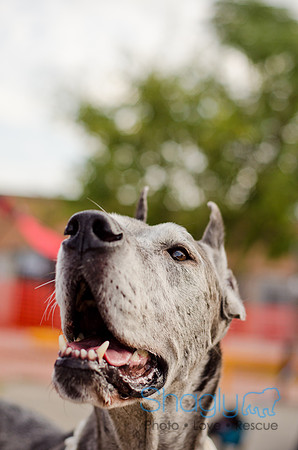 Shagly Photography-Galt-Deep Ellum Pup Crawl-55