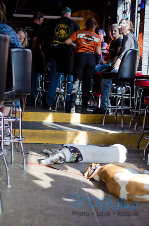 Shagly Photography-Galt-Deep Ellum Pup Crawl-45