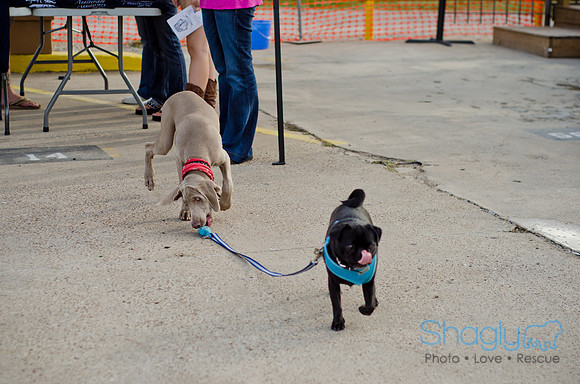 Shagly Photography-Galt-Deep Ellum Pup Crawl-76