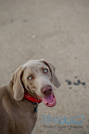Shagly Photography-Galt-Deep Ellum Pup Crawl-71