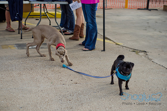 Shagly Photography-Galt-Deep Ellum Pup Crawl-75