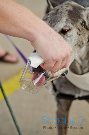 Shagly Photography-Galt-Deep Ellum Pup Crawl-53