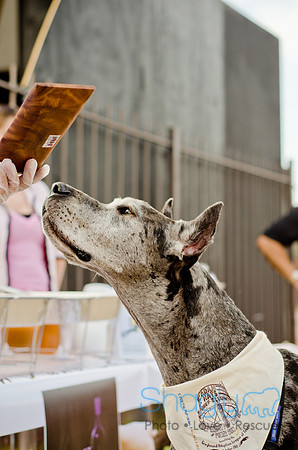 Shagly Photography-Galt-Deep Ellum Pup Crawl-66