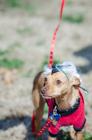 Krewe of Barkus 2012-9